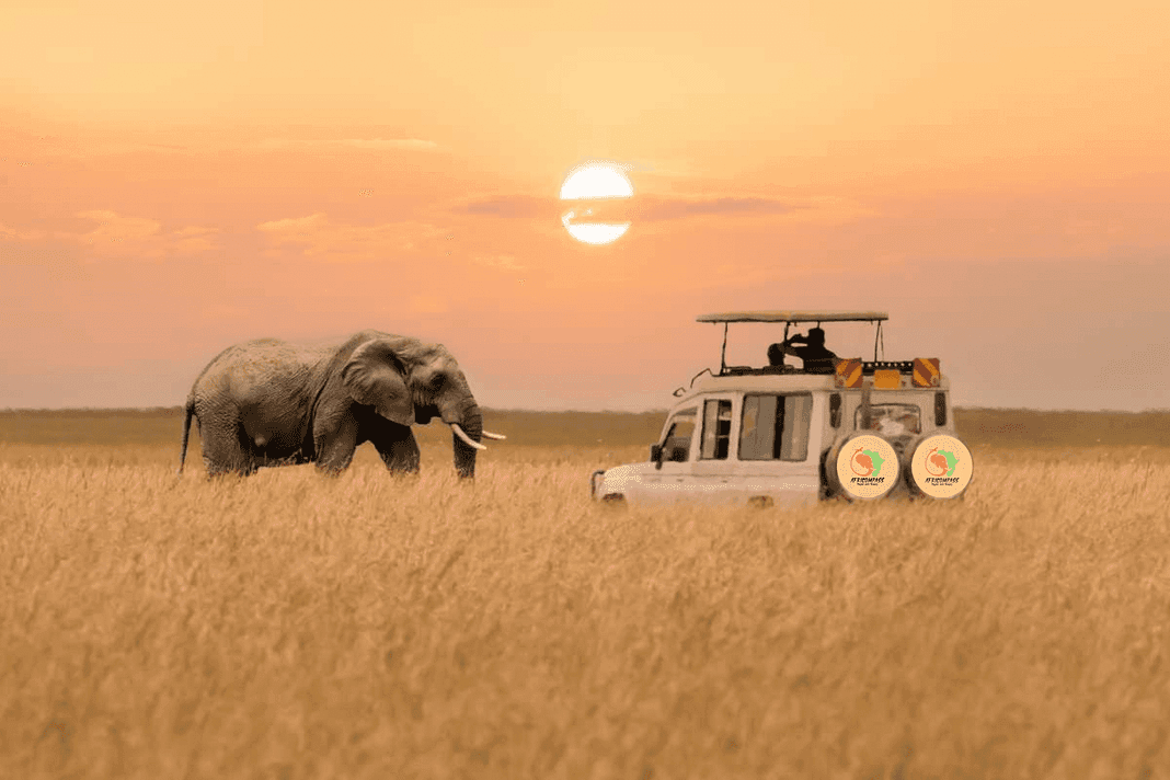 Safari / Game Drive